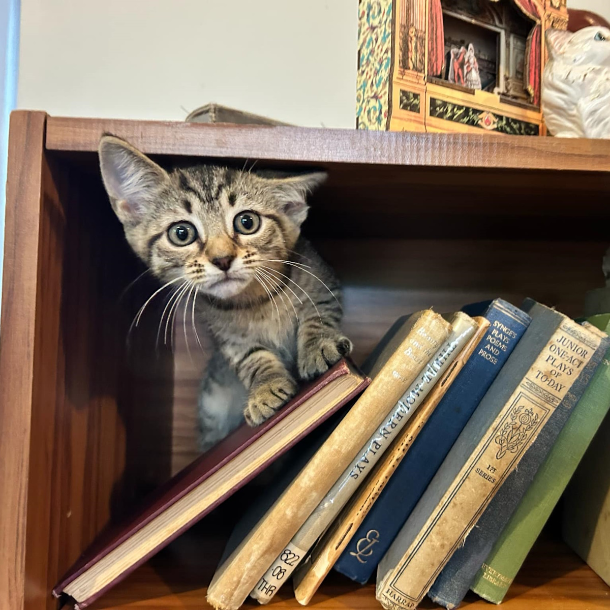 Cat in a bookshelf