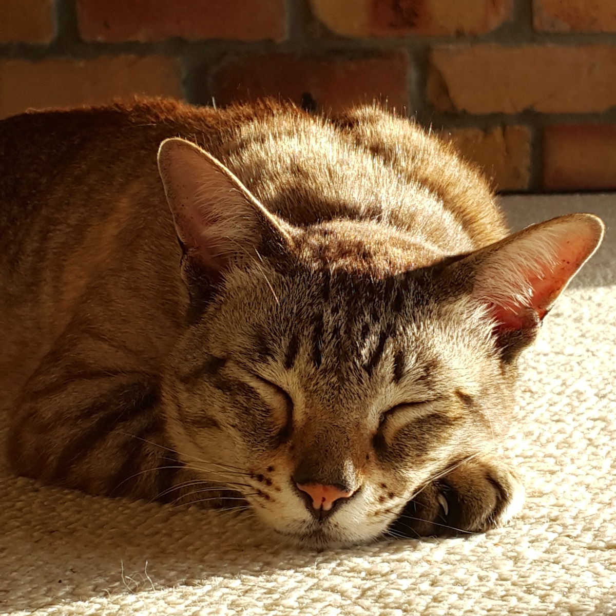 Catmandu