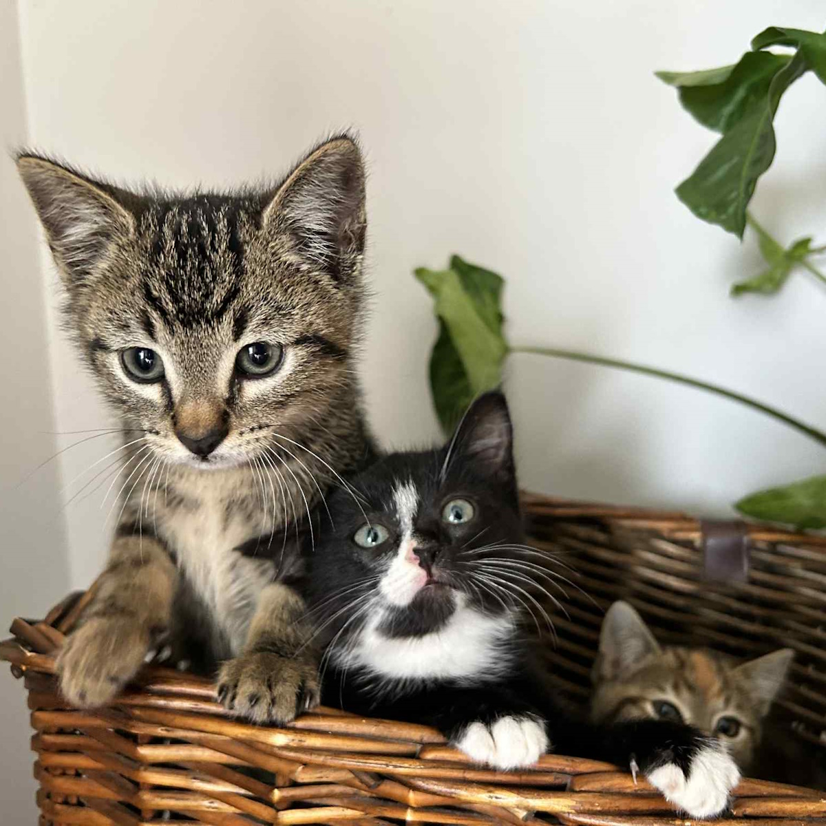 3 cats in a basket