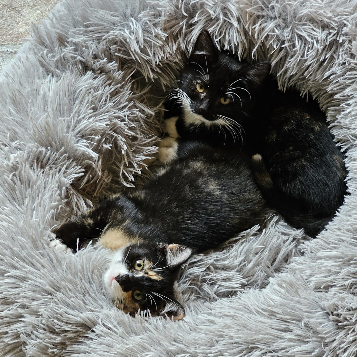 Coco and Puff - some more recent rescues