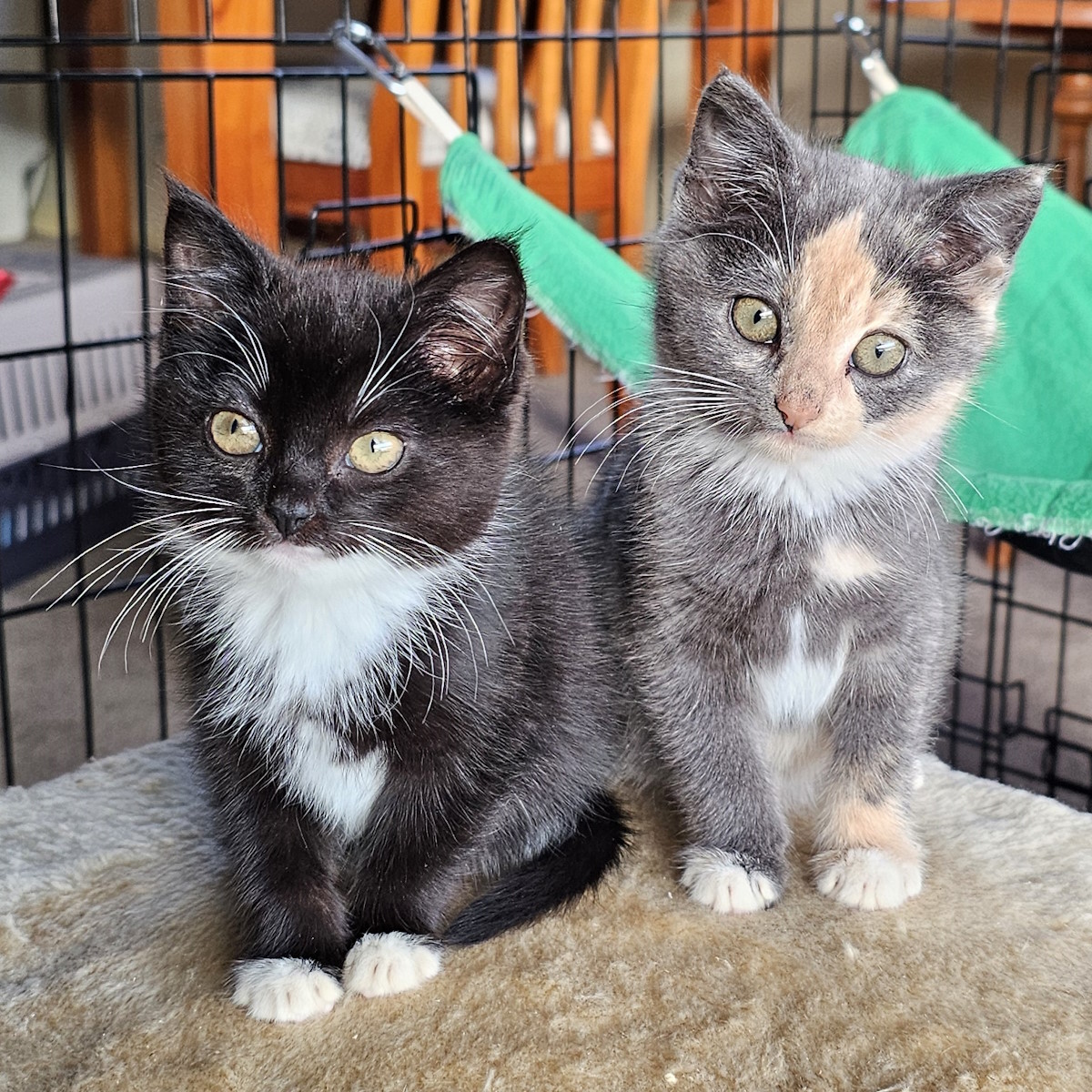 Cricket & Muffin