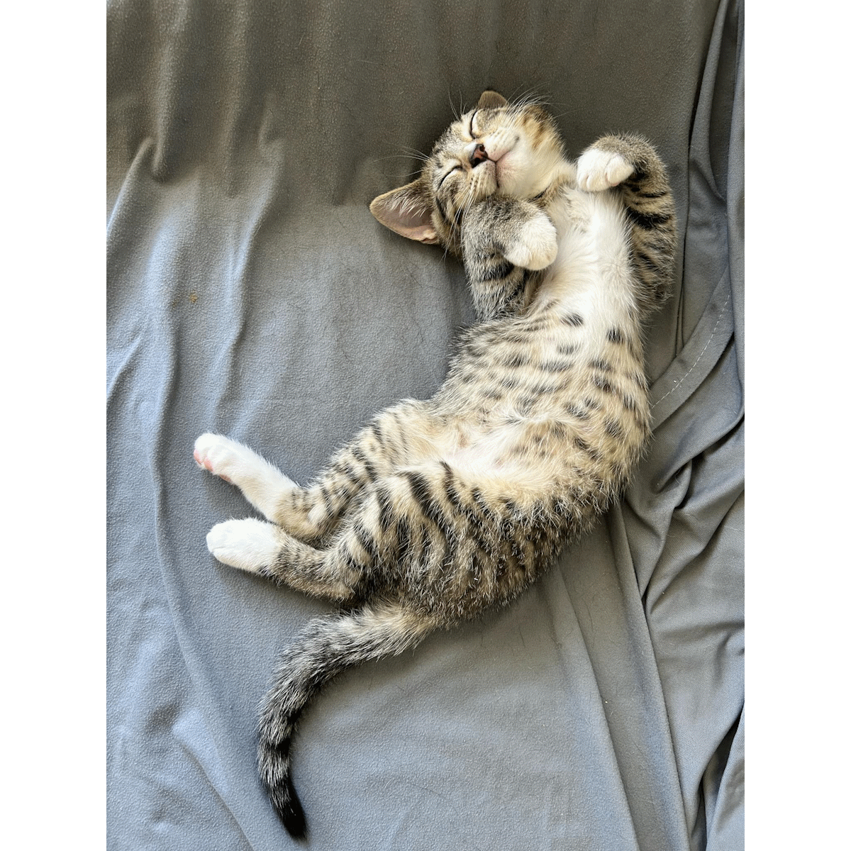 Curled up cat
