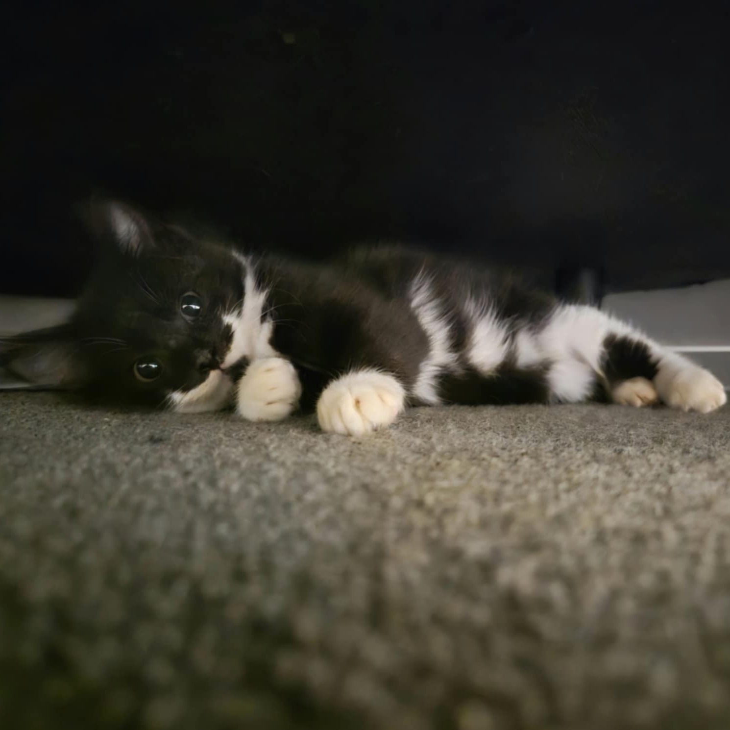 Duke
