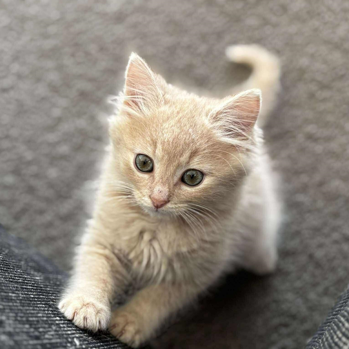 Fluffy kitten stalking