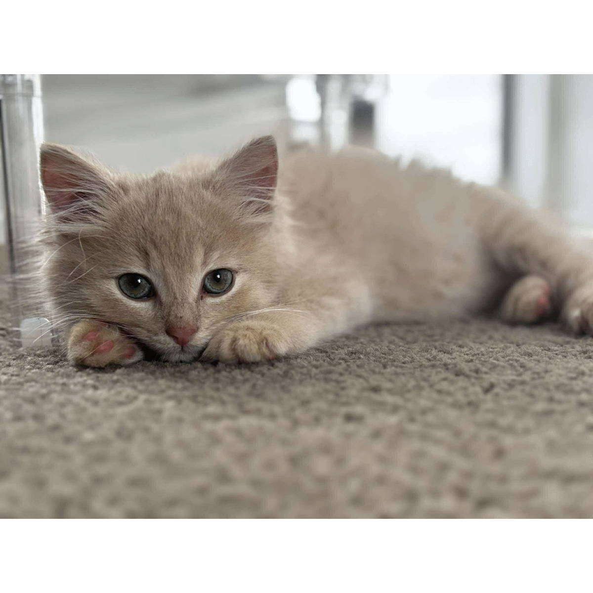 Fluffy cat laying down
