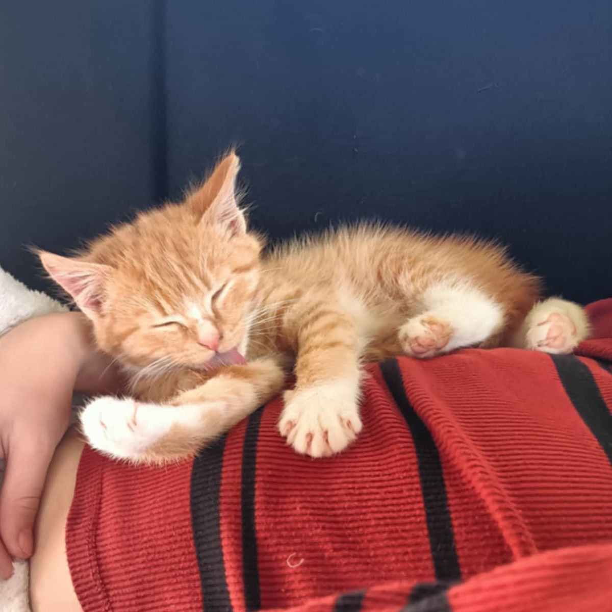 Ginger kitten