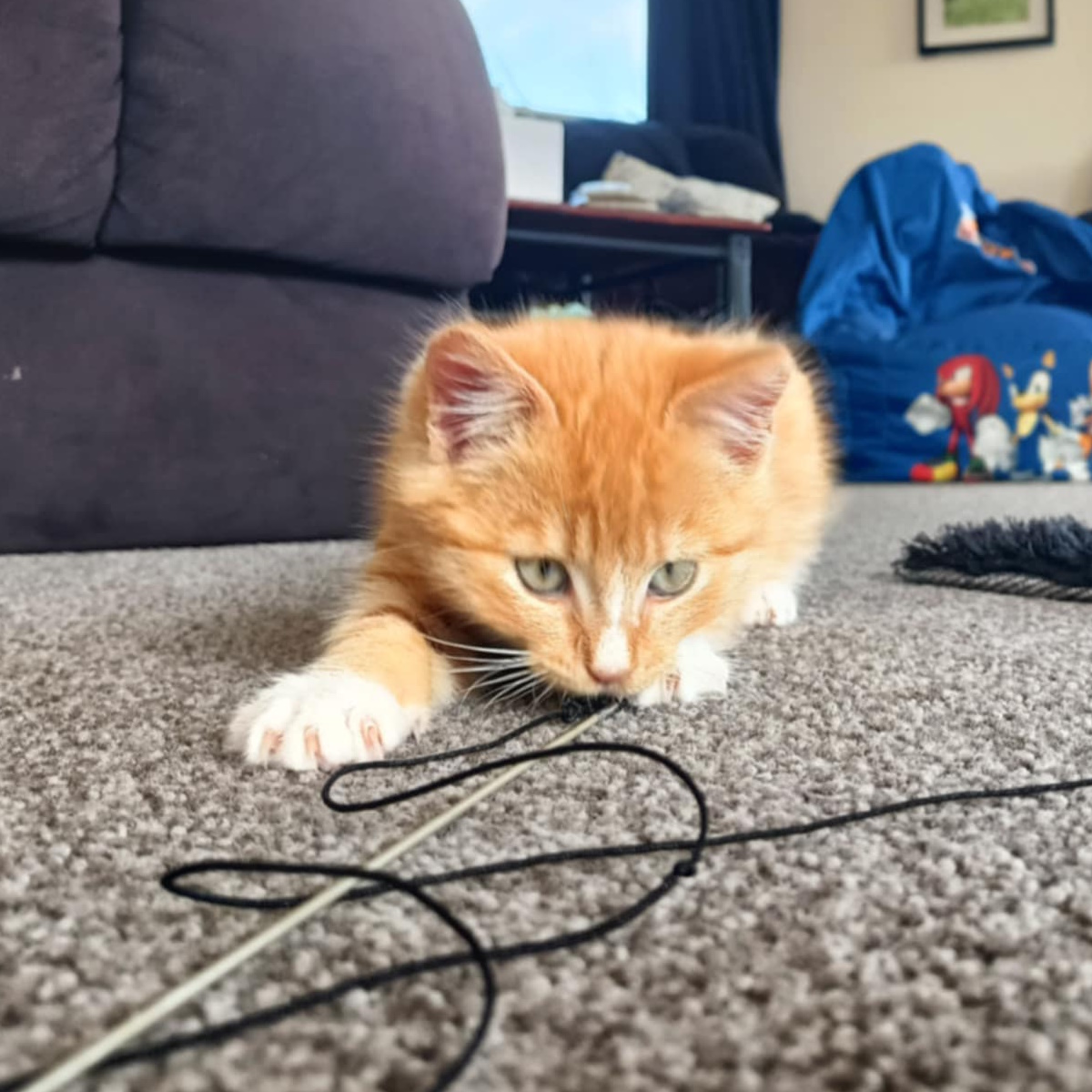 Another ginger kitten