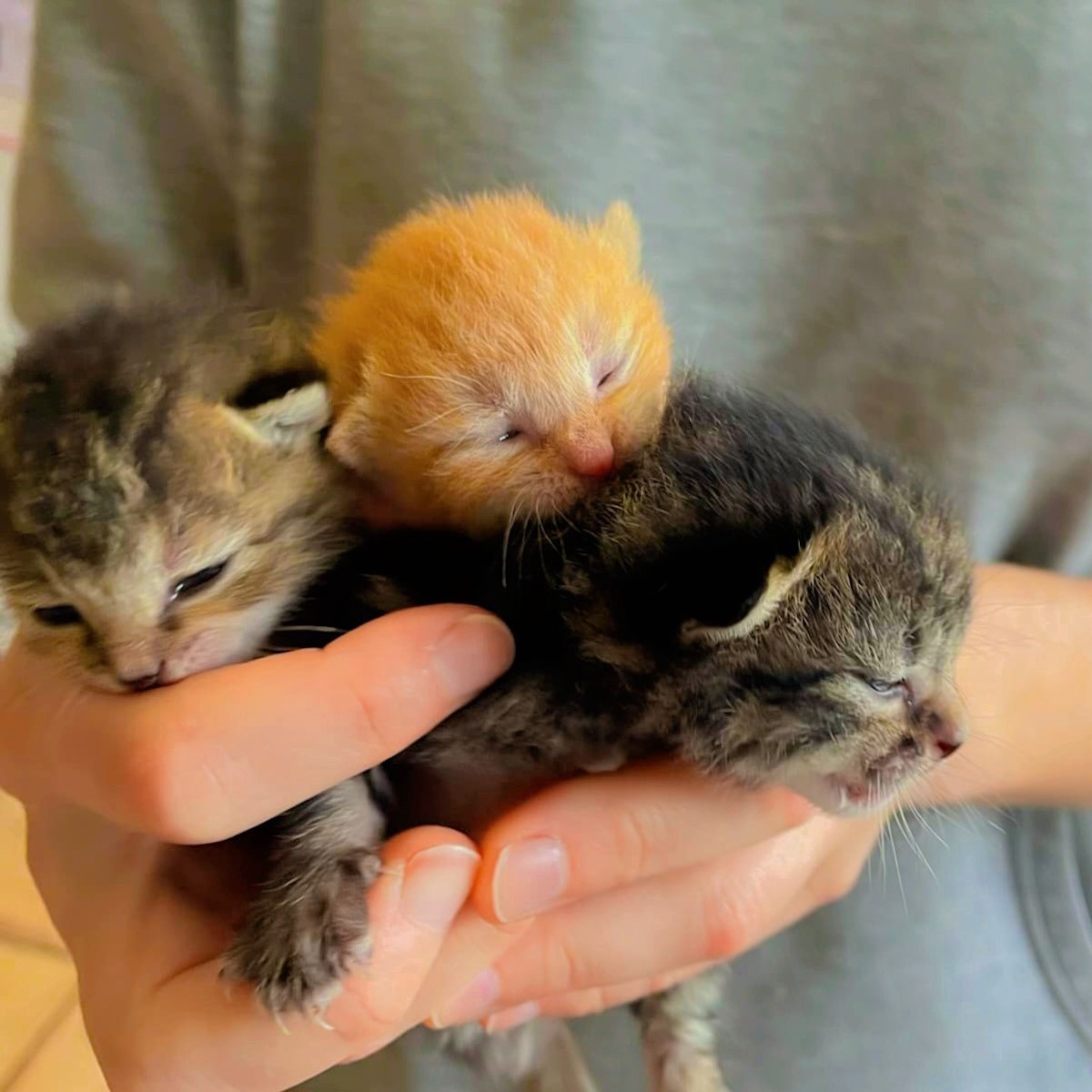 3 tiny kittens