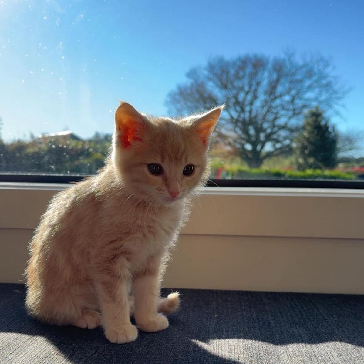 Lulu