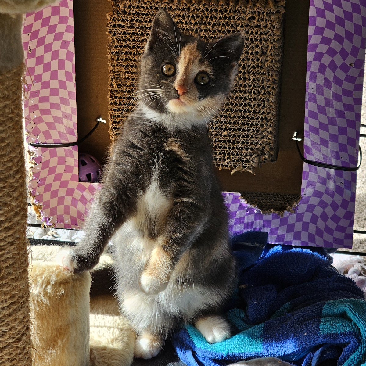 Muffin standing to attention