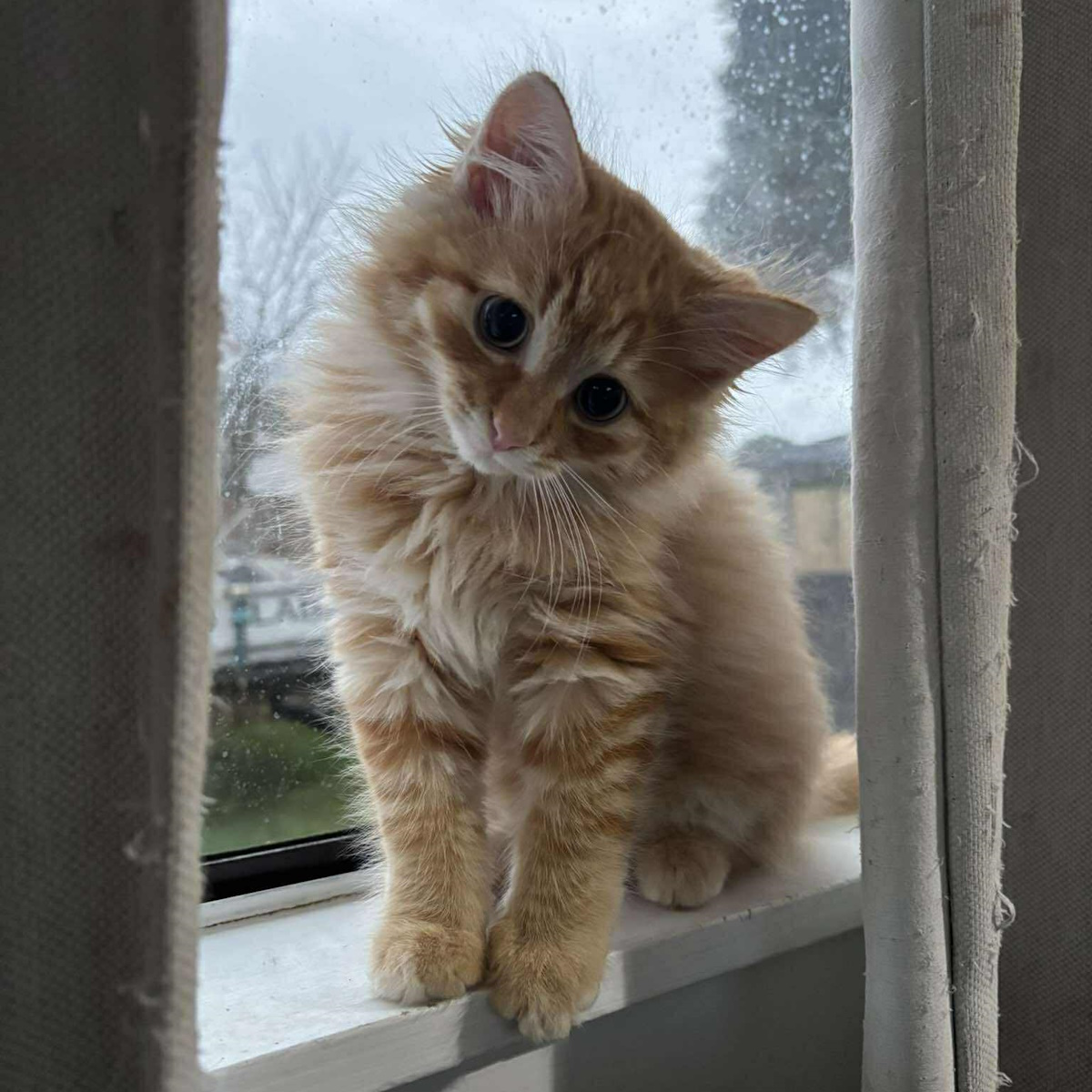 A questioning ginger