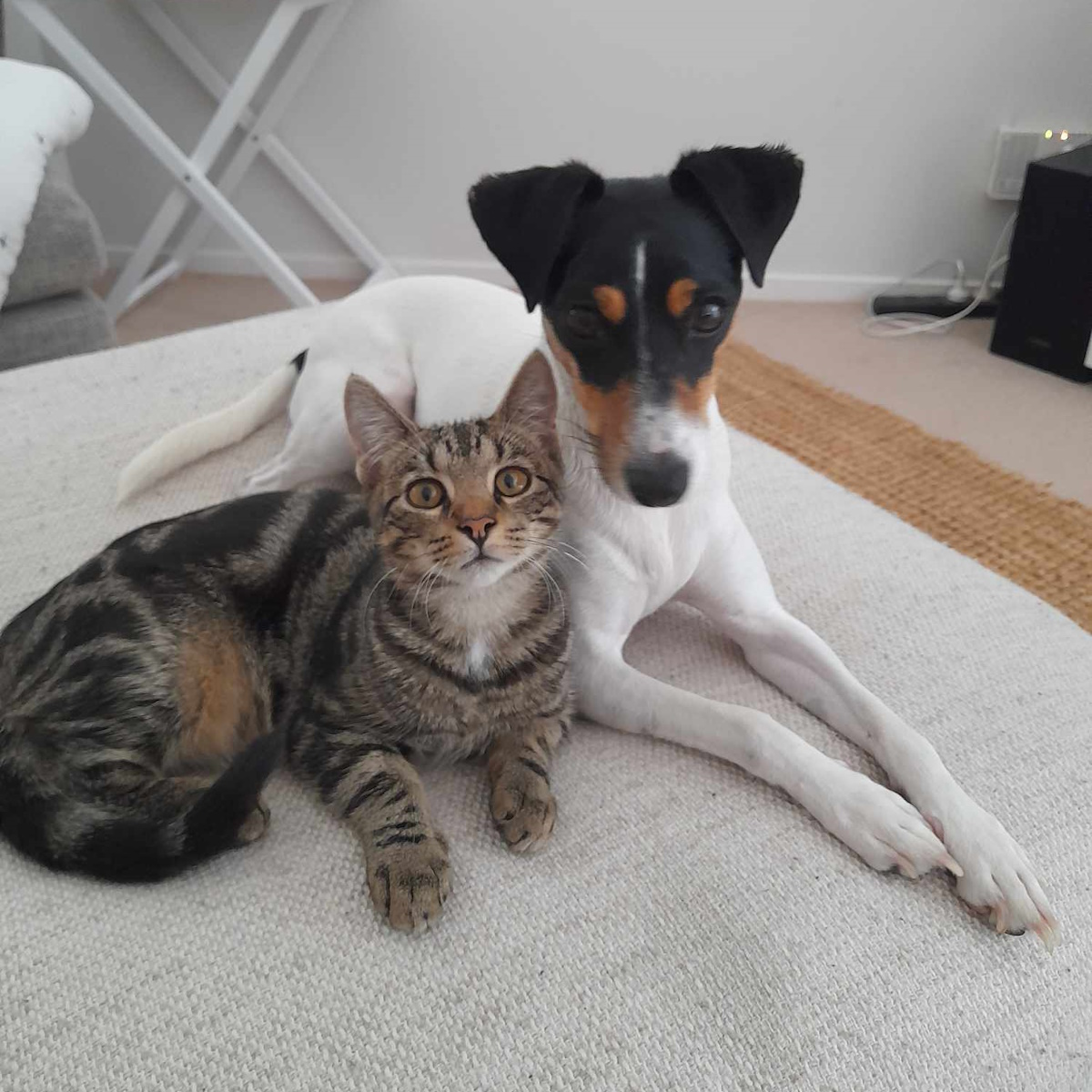 A Tabby and a Dog