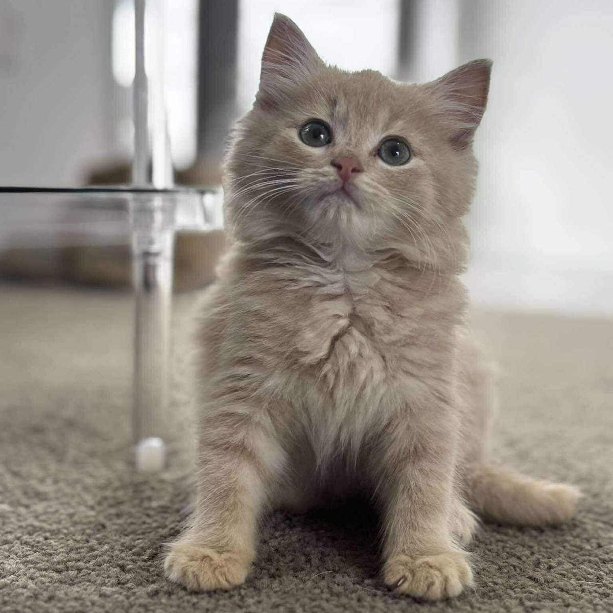 A kitten gazing upwards