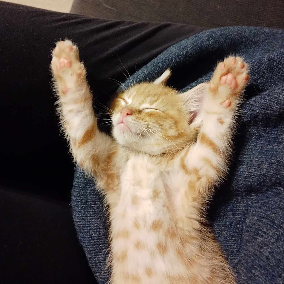 A very happy little kitty