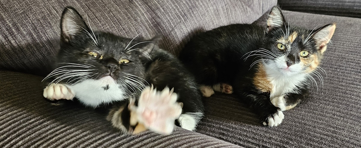 Coco and Puff reaching out