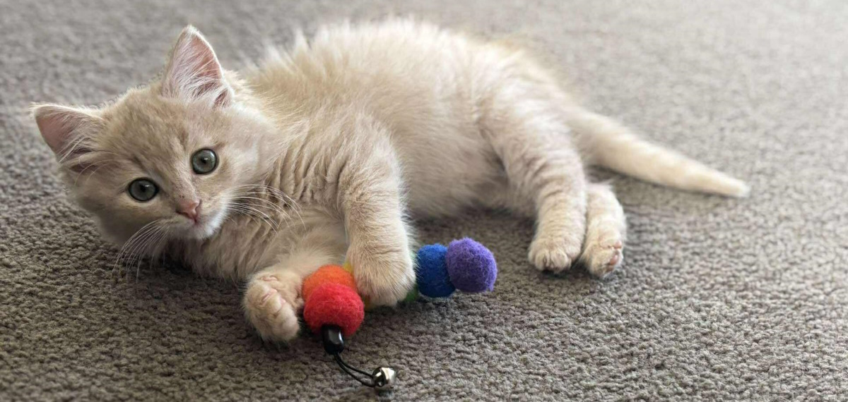 Fluffy white kitten