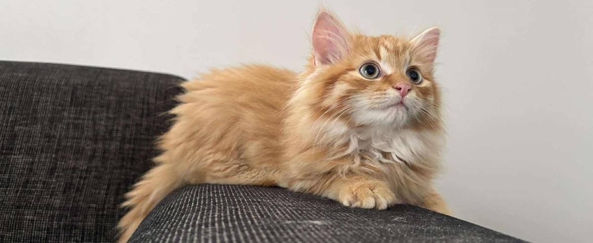 A majestic ginger kitten
