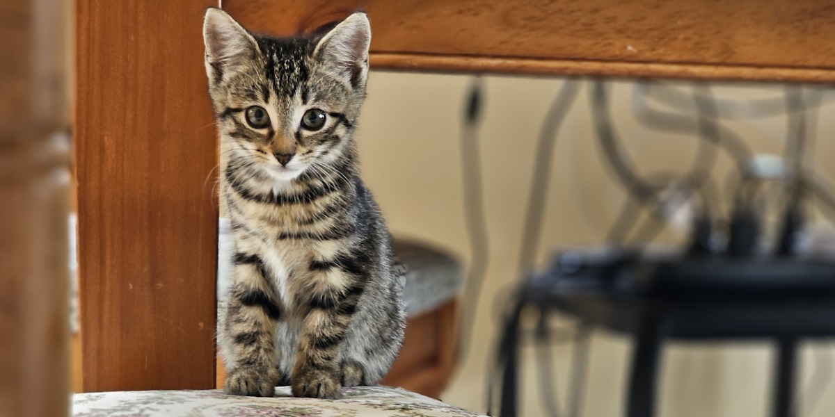 Kitten on a chair