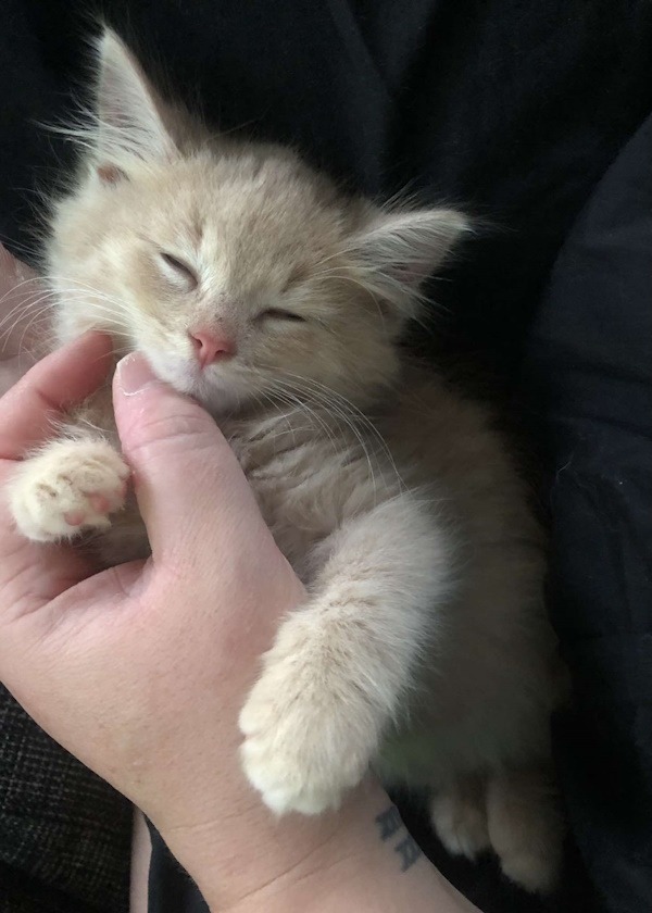 Kitten having a snuggle