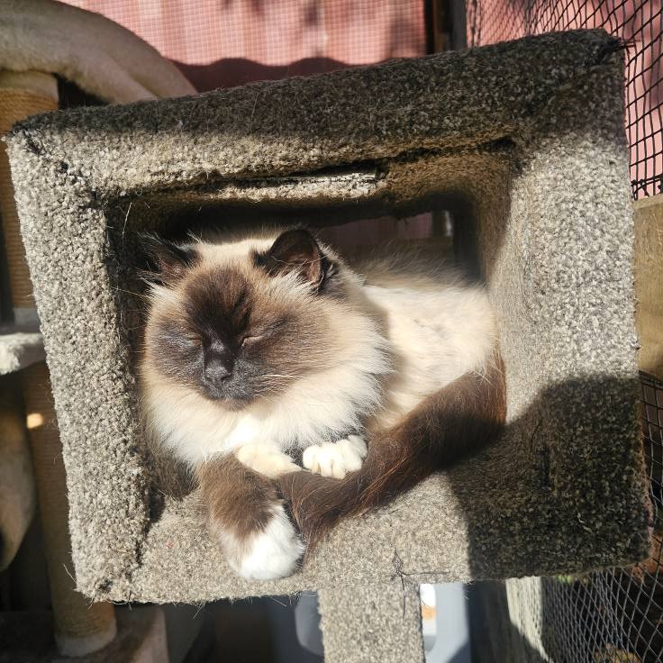 Ava the Birman